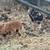 Kune Kune Piglets and Hogs 2 thumbnail