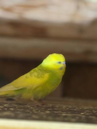 3 month old budgies (Oklahoma City)63670625600515122