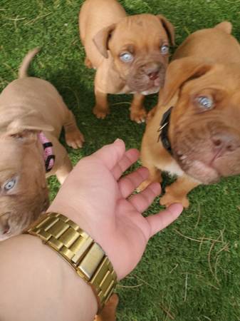 French mastiff (dogue de Bordeaux) boxer (Phoenix)64048129195265122