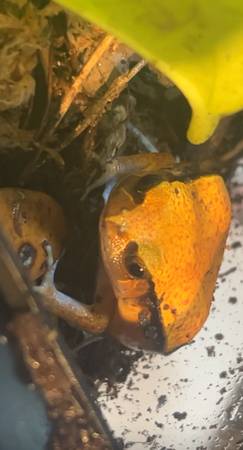 Ranas (Sion)63844237084929124