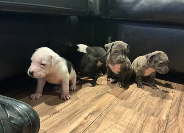 American blue Merle bully (Filadelfia)63623542798339122