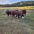Miniature Hereford 4 thumbnail