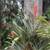 ******* AECHMEA "LITTLE HARV" BROMELIADS - AIR PLANT 2 thumbnail