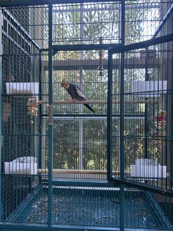 Cockatiel  and cage 1