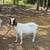 Goats Boer 6 thumbnail
