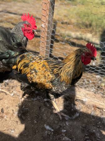 Roosters for Sale 1