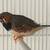 English Zebra Finch 1 thumbnail