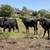 Brangus Replacement Heifers 10 thumbnail
