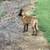 Belgian Malinois pup 7 thumbnail