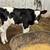 3 Heifer Calves 1 thumbnail