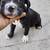 rehoming american pit x boxer puppies 12 thumbnail