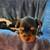 Yorkie puppies 3 thumbnail