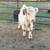 Mini Cattle and Mini Donkeys 10 thumbnail