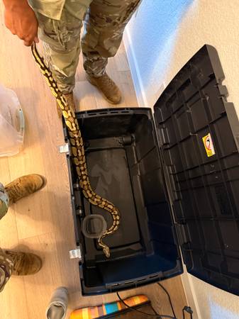 Firefly Ball Python (Killeen)532898607803944962