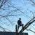 Tree removal!!Tree trimming!! Stump grinding!!Free Estimates 4 thumbnail