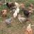 LAYING HENS CHICKENS Hen chicken 3 thumbnail