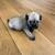 Mini Schnoodle puppy 2 thumbnail