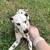Dalmatian 1 thumbnail