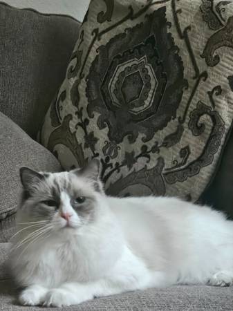 Purebred Ragdoll Cat– 2 Yrs Old (Brighton)64145643000321120