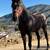 Thoroughbred stallion 2 thumbnail