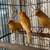 Orange Canary Birds for sale 3 thumbnail
