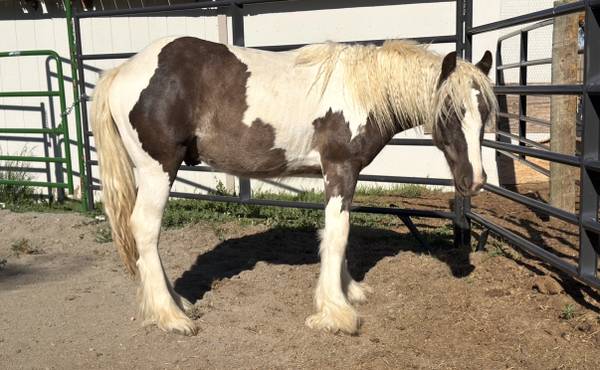 Gypsy Colt 1
