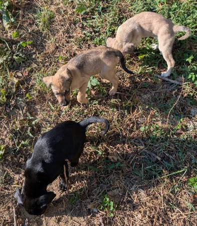 Anatolian mix pups,63977769468802121
