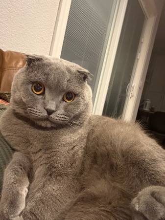 Scottish fold male cat (Antelope)63881395272579122