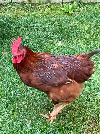 Young rooster 1