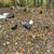 Muscovy ducks  for sale 3 thumbnail