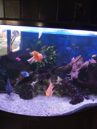 100 gallon setup63872576470787121