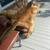 Mountain Lion Rug 5 thumbnail