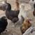 Chickens 3 thumbnail