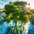 Bay Area Builders Inc. License #1127845 Tree Services 1 thumbnail