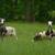 Jacob lambs 20 thumbnail