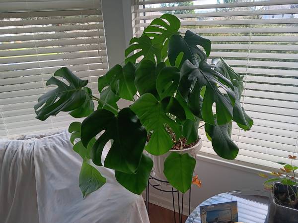 Split-leaf Philodendron. 1