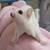 Sugargliders available 8 thumbnail