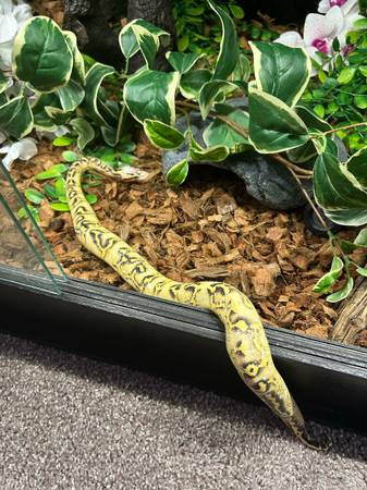ball python (Vancouver)63895842434819124