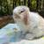 Holland lops 12 thumbnail
