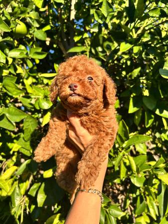 Toy poodles (Santa Monica)63829968163075120