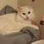 Turkish cat 9 thumbnail