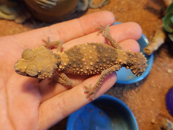 Knob tail gecko pair (Olympia)63869819674497120
