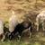 Goat, goats, Livestock, Nigerian goats, Milking goats 21 thumbnail