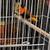 Finches 8 thumbnail