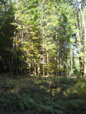 $175,000 30k down, 2.5 ac in quiet area of nice homes. 15 min from Grants Pass (Grants Pass)64318774953730121