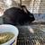 Rabbits 4 thumbnail