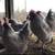 Lavender Orpingtons chicks ready 5/26-30/2026 4 thumbnail