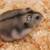 Baby Dwarf hamsters 2 thumbnail