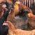 Hens 3 thumbnail