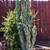 Night Blooming Cactus, flowering, architectural, landscape succulent 6 thumbnail